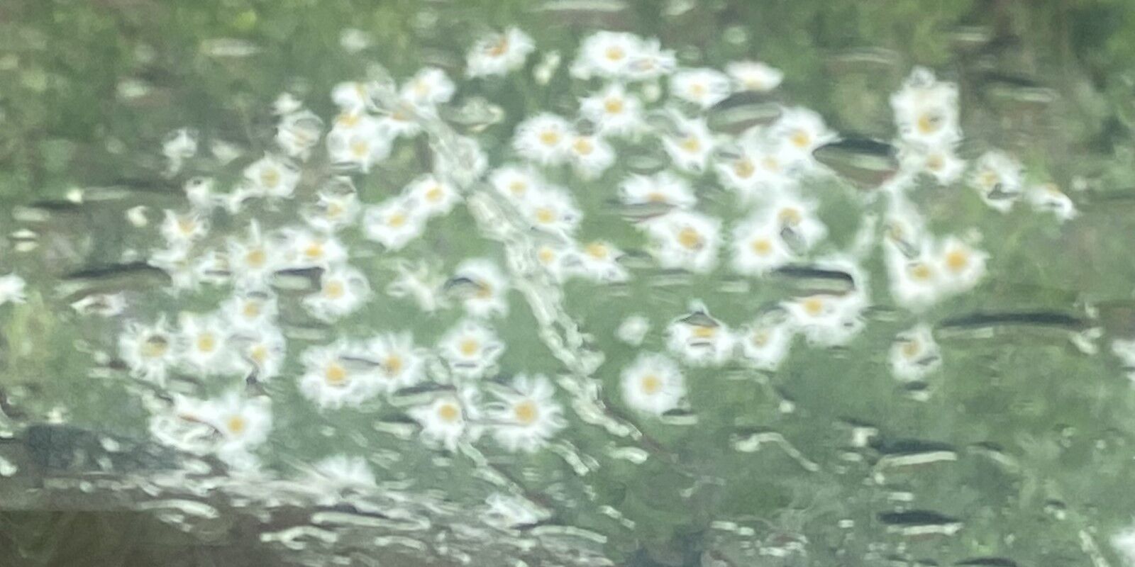 Daisey Rain